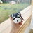 Dogs Silicone AirPod Cases - phosos store